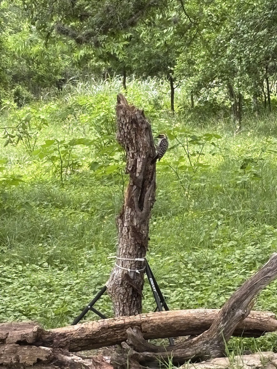 Ladder-backed Woodpecker - ML657782465