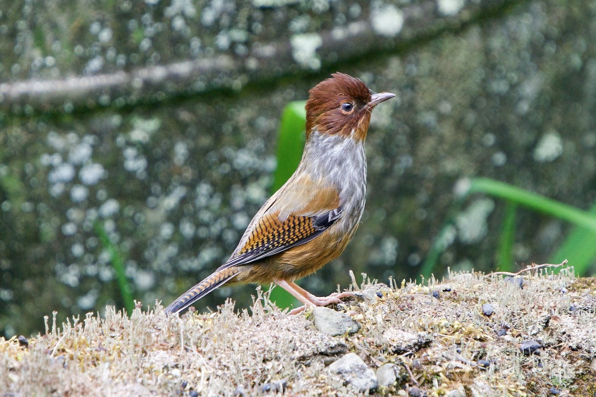 Taiwan Barwing - ML657783044