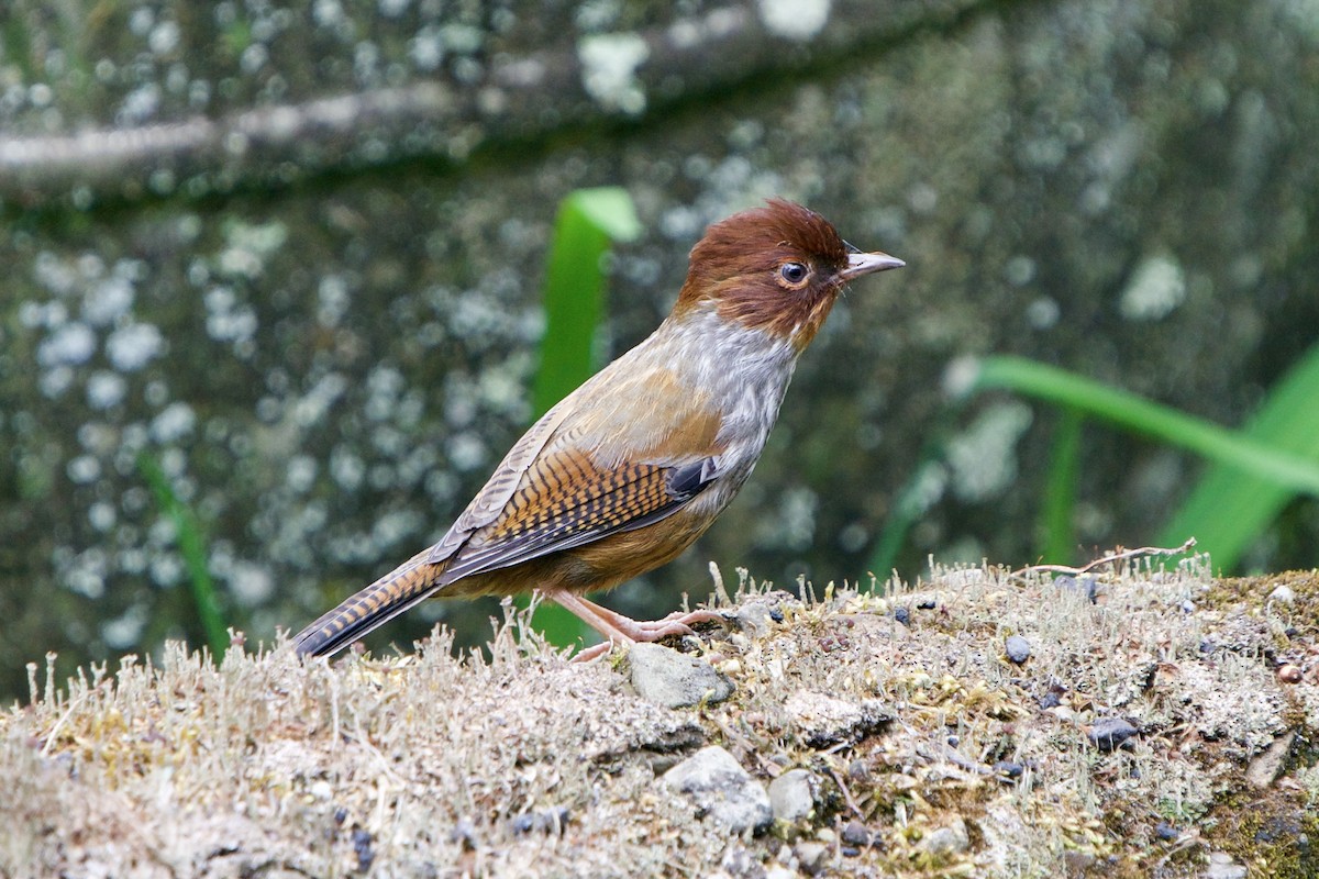 Taiwan Barwing - ML657783046