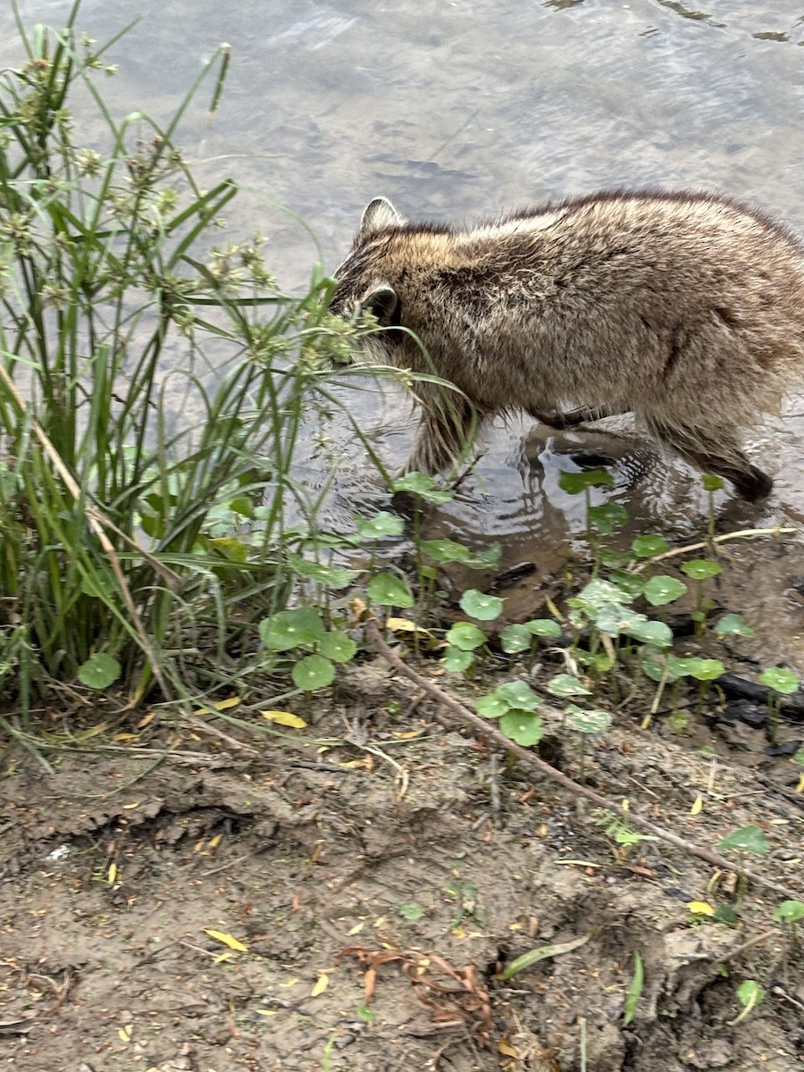 Texas Raccoon - ML657783109