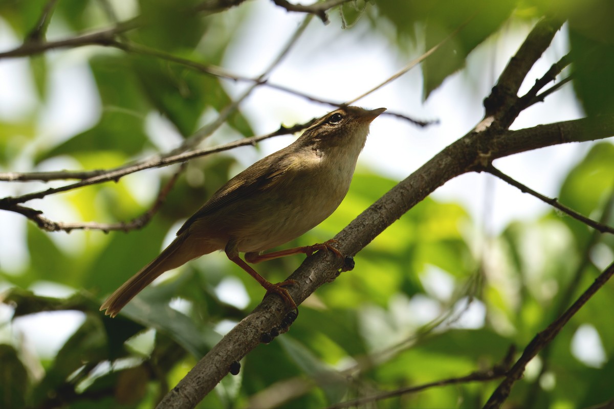 eBird Checklist - 18 May 2026 - 首都经济贸易大学 (Capital University of ...