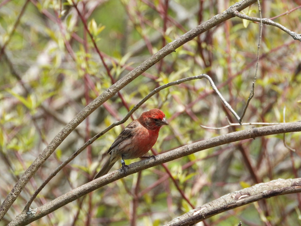 House Finch - ML657783504