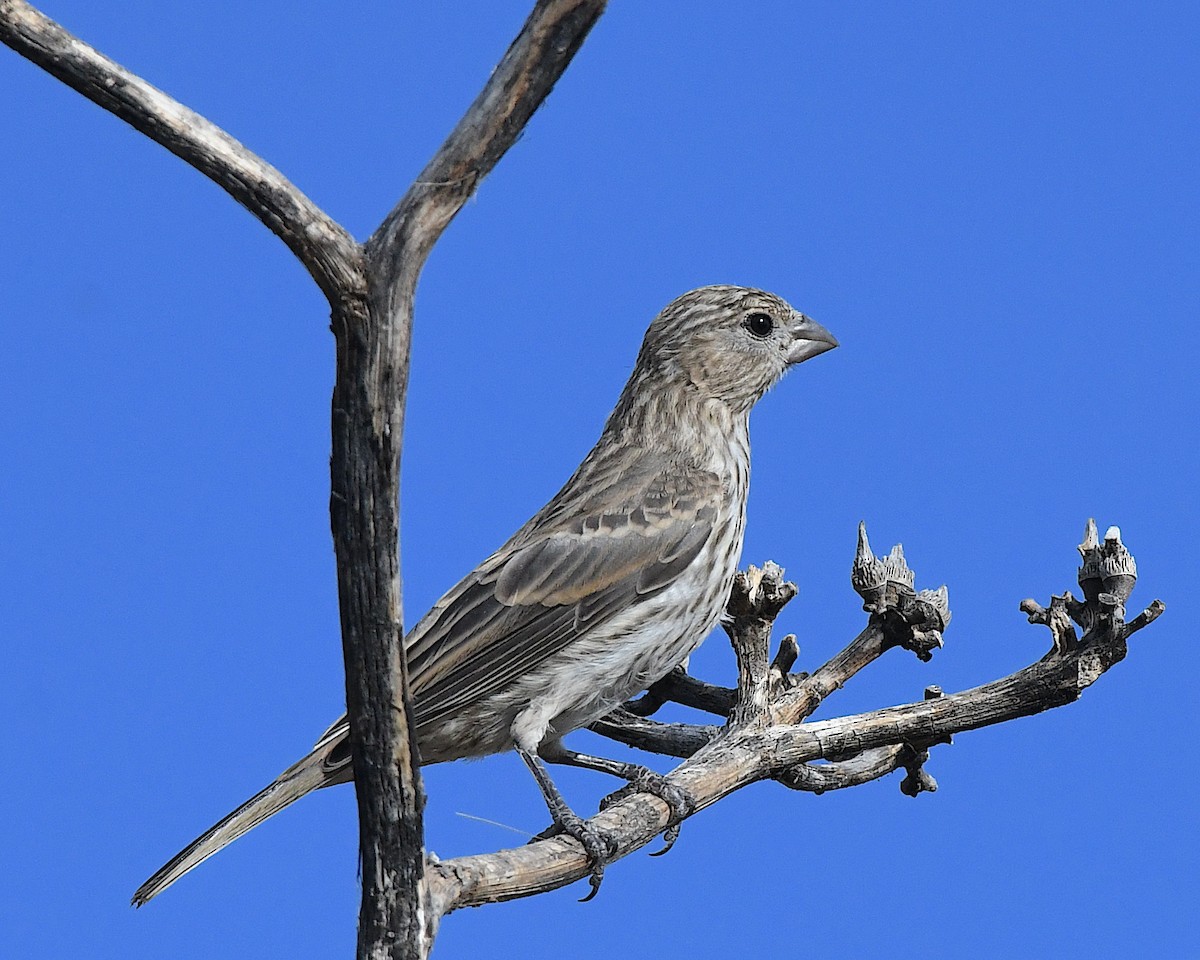 House Finch - ML657783512