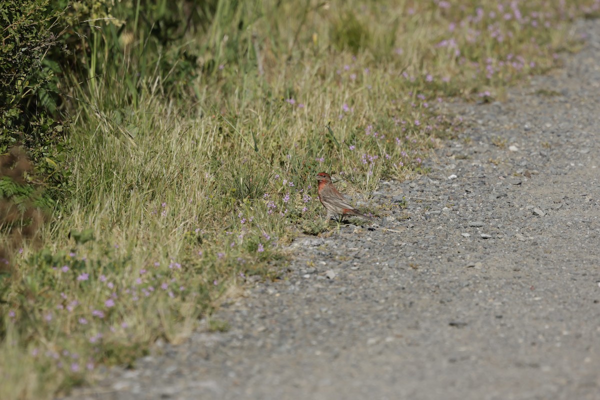House Finch - ML657783530