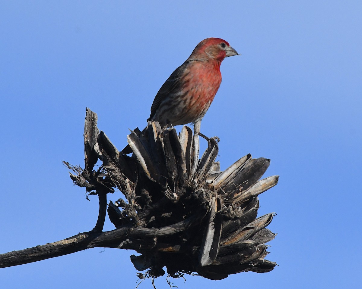 House Finch - ML657783593