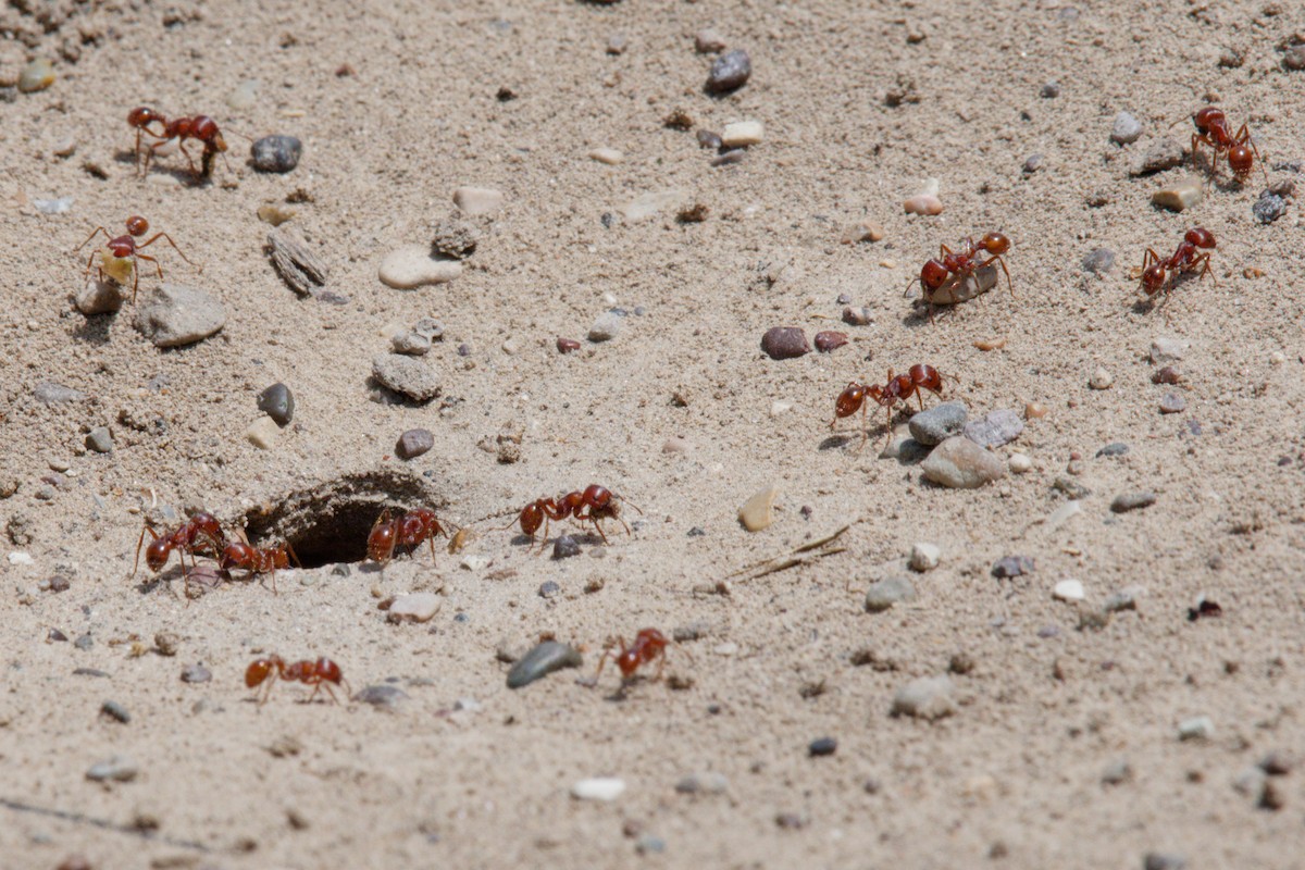 Western Harvester Ant - ML657783937