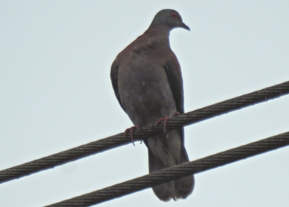 Kızılca Güvercin - ML657783949