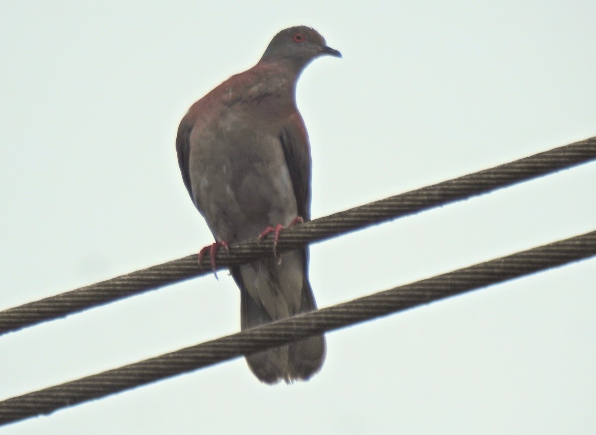 Kızılca Güvercin - ML657783950