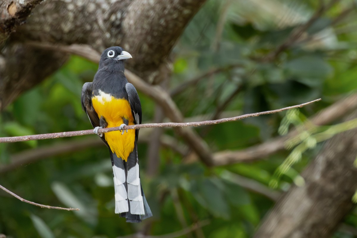 Kara Başlı Trogon - ML657784637