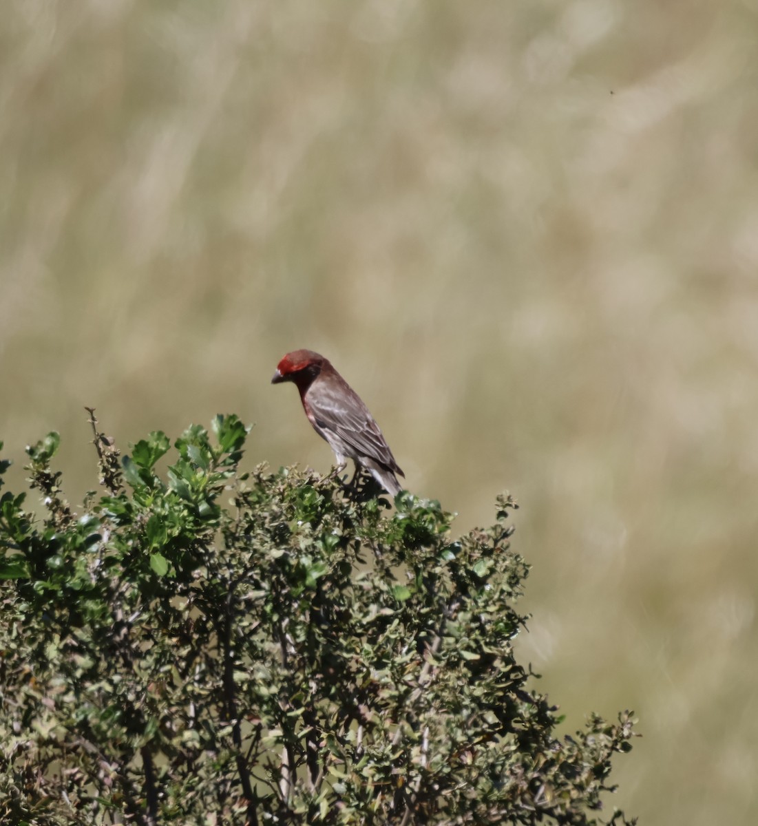 House Finch - ML657784852