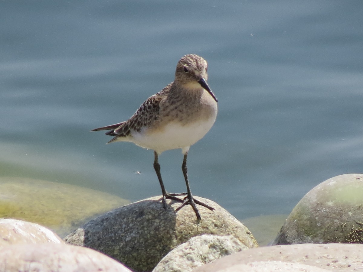 Baird's Sandpiper - ML65778531