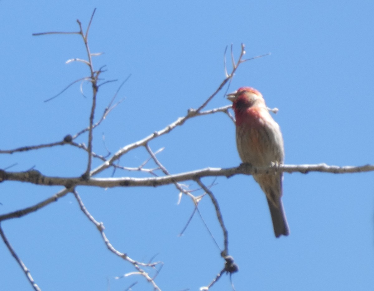 House Finch - ML657785363