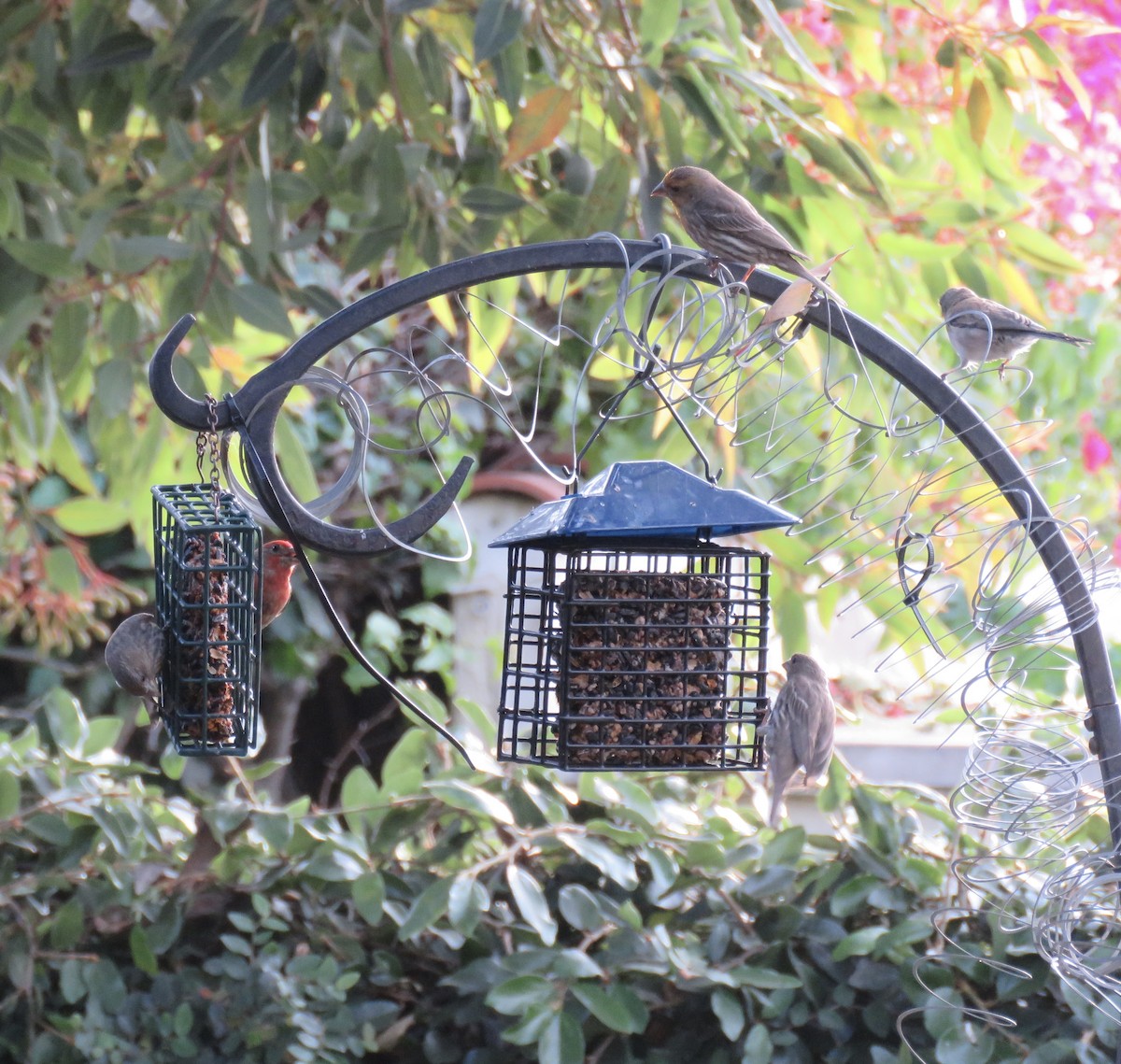 House Finch - ML657785875