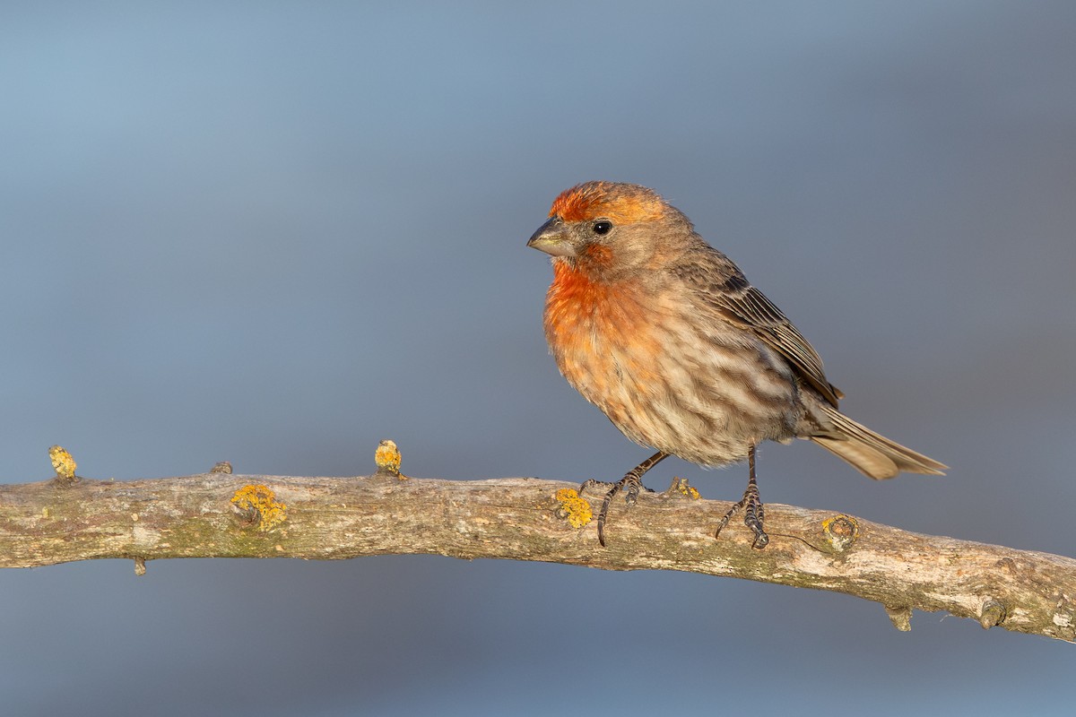 House Finch - ML657785996