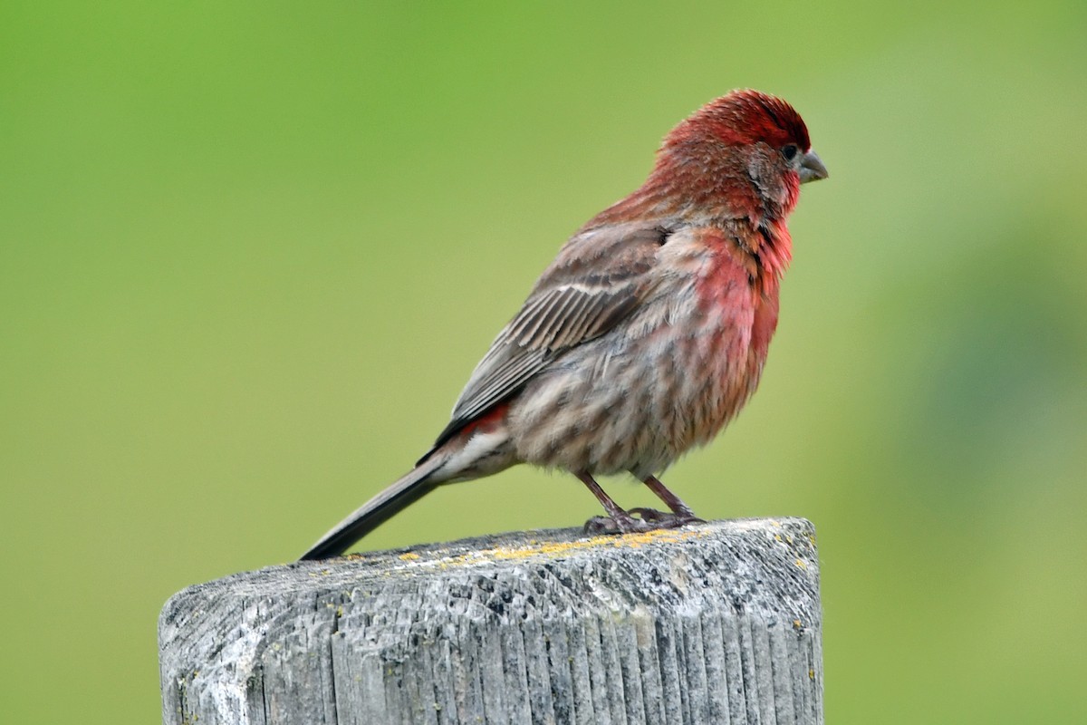 House Finch - ML657786365