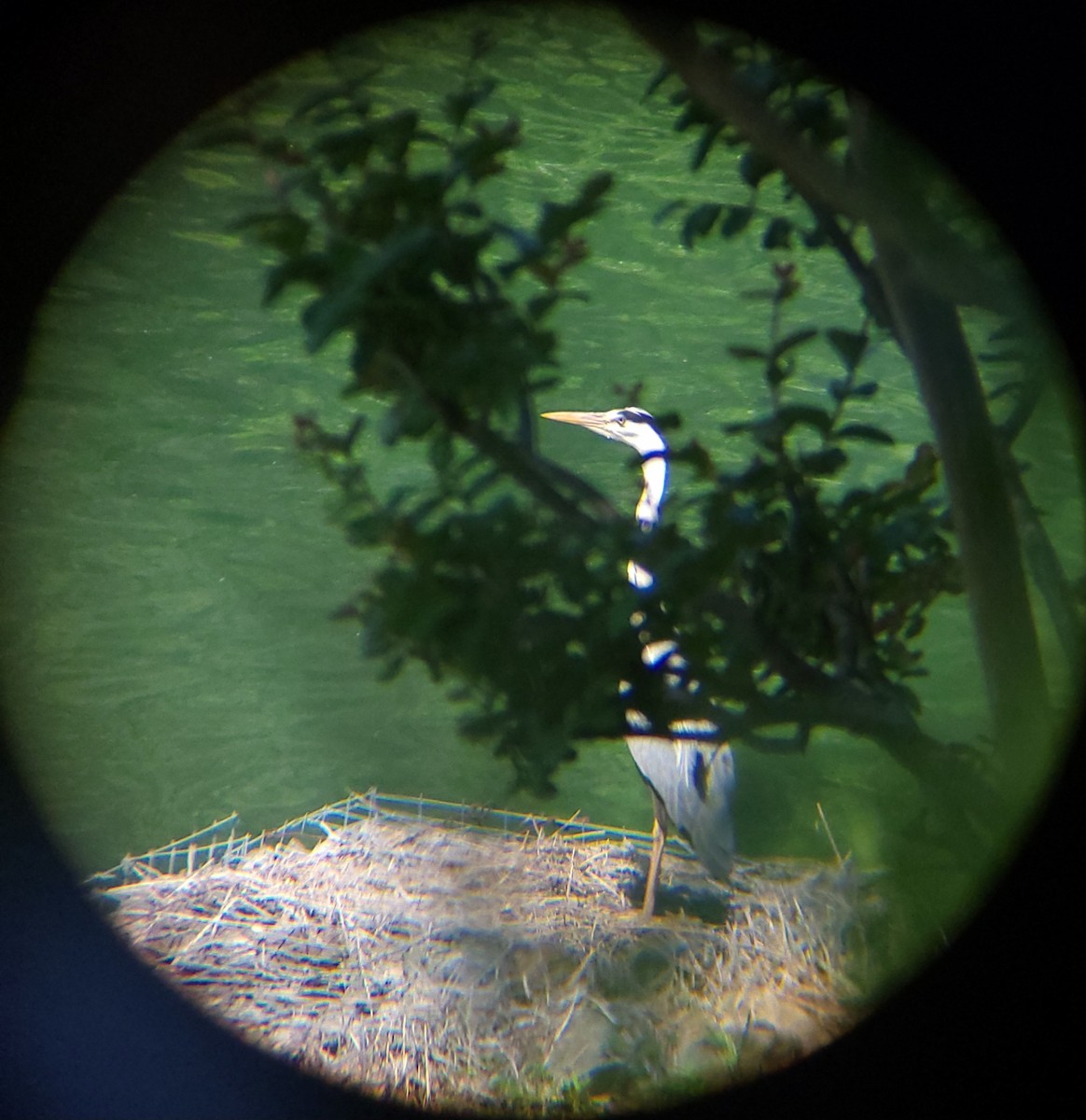 Gray Heron - ML657786673
