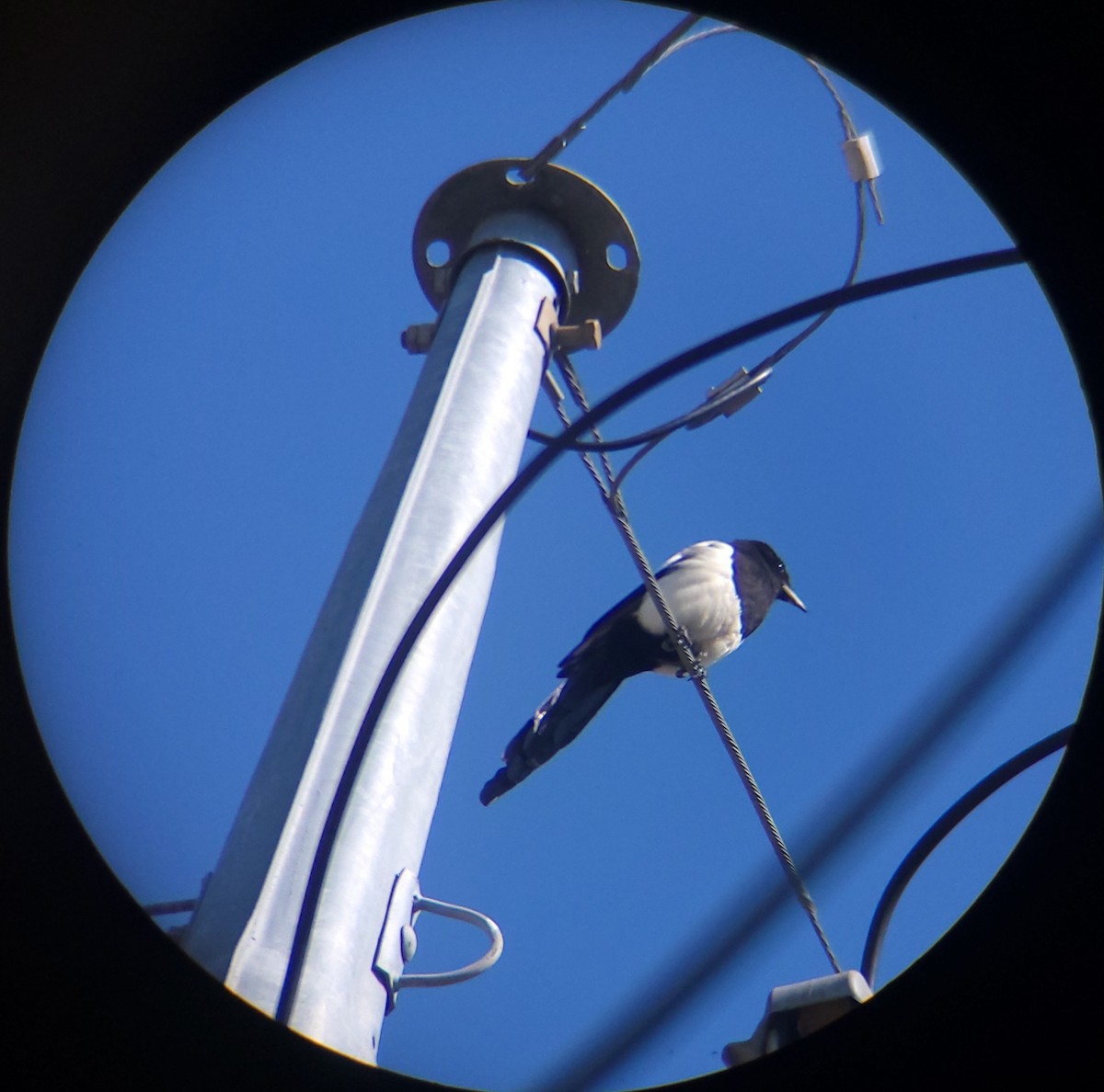 Oriental Magpie - ML657786679