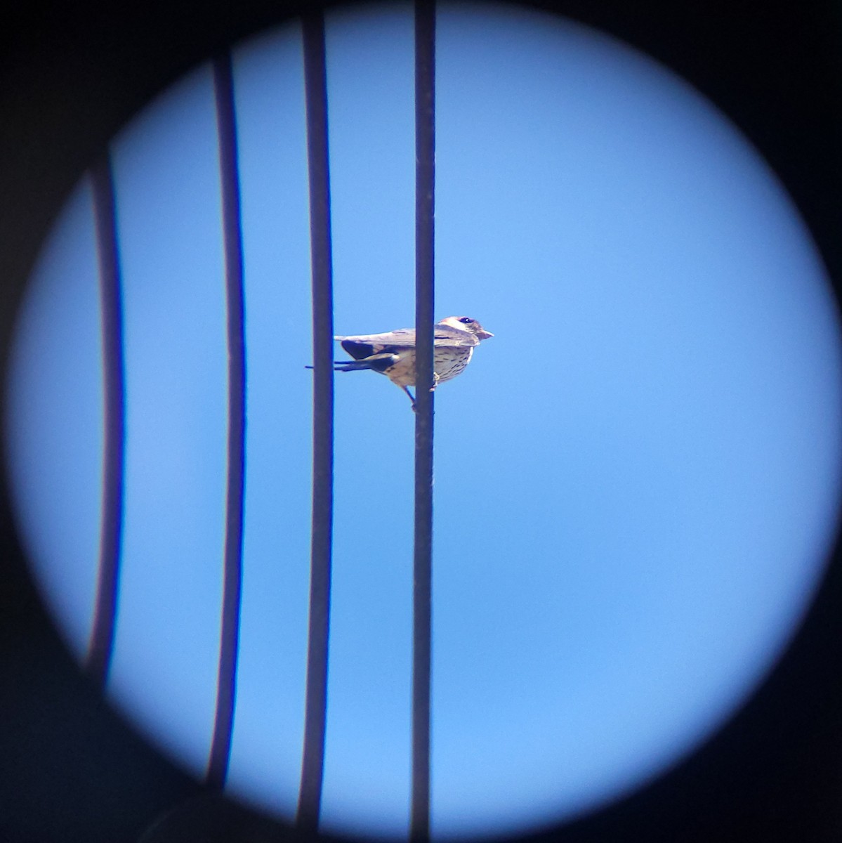 Eastern Red-rumped Swallow (Daurian) - ML657786686