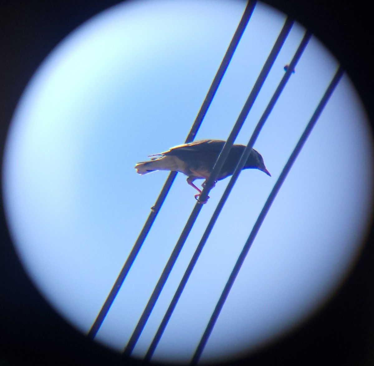 White-cheeked Starling - ML657786688