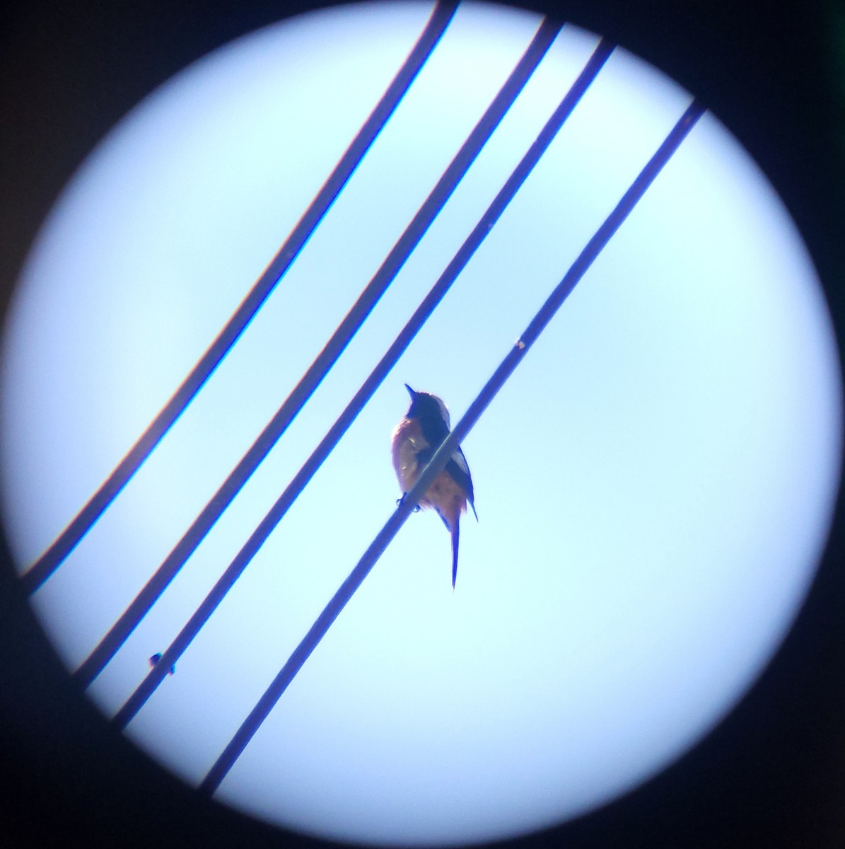 Daurian Redstart - ML657786692