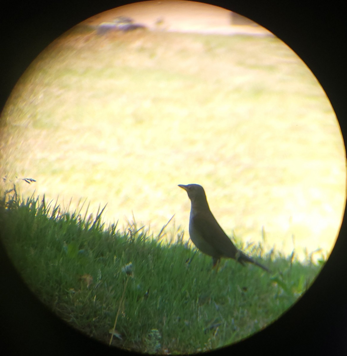 Pale Thrush - ML657786703