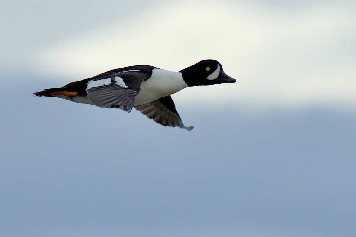 Garrot d'Islande - ML657786718