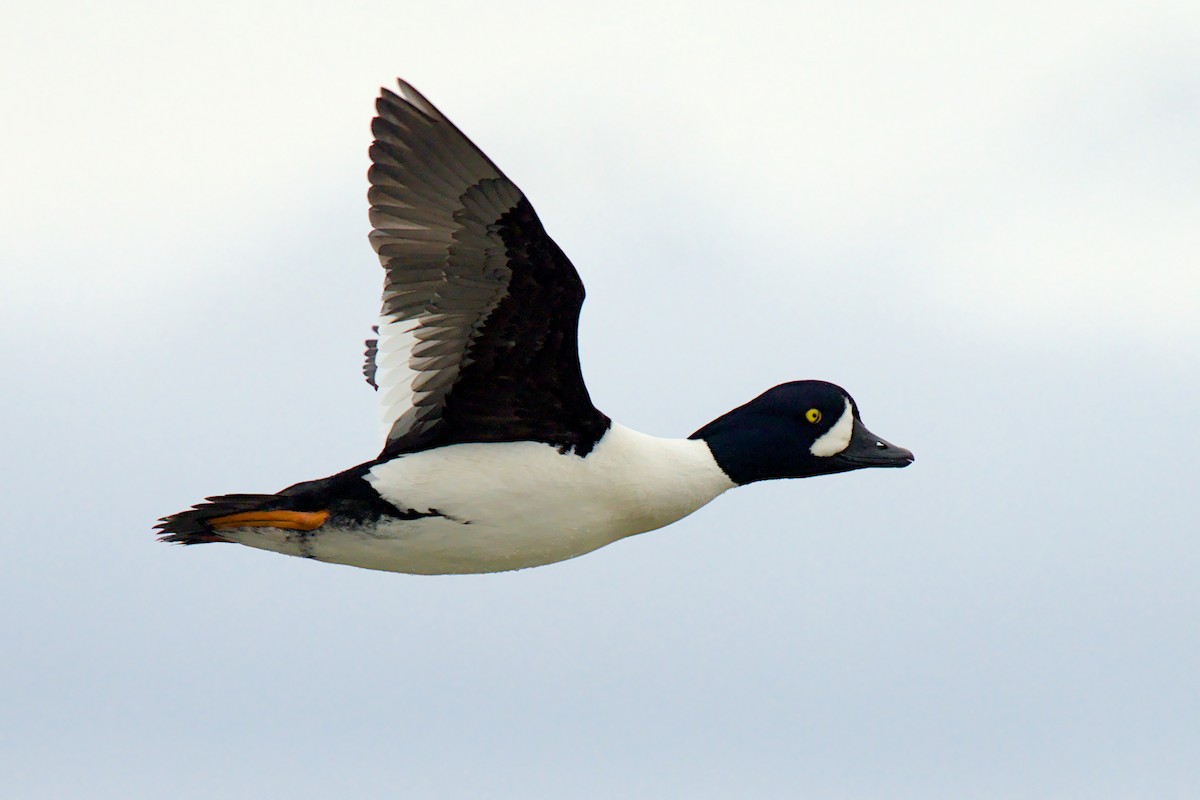 Garrot d'Islande - ML657786719