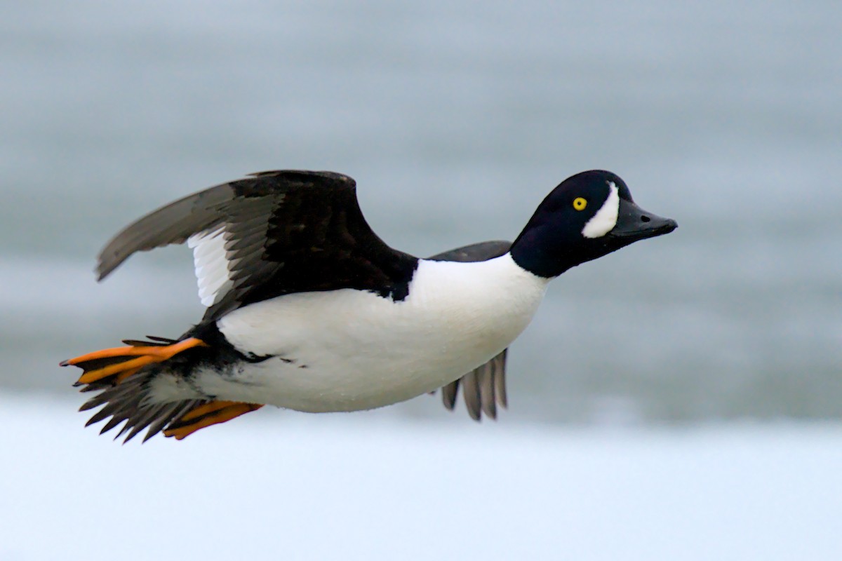 Garrot d'Islande - ML657786722