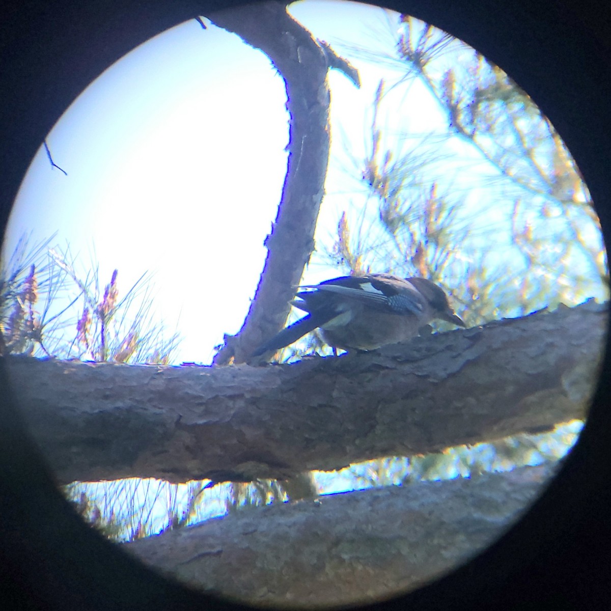 Eurasian Jay - ML657786740