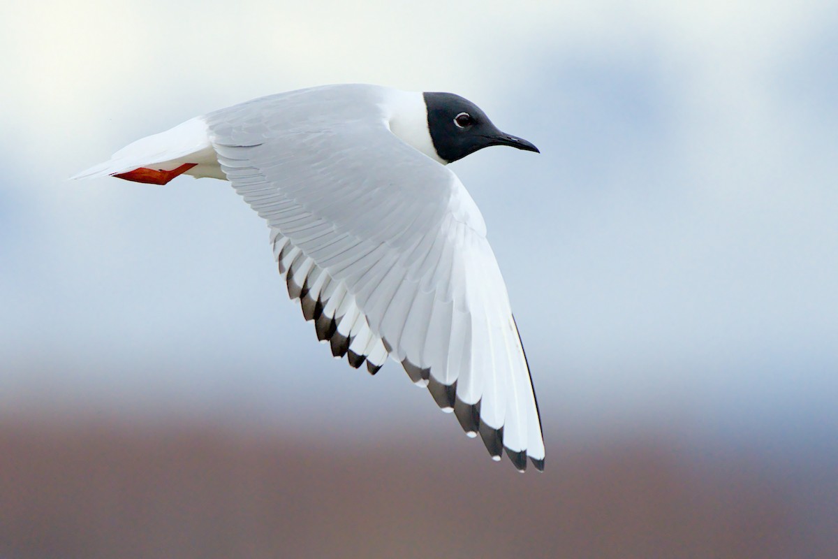 Mouette de Bonaparte - ML657786768