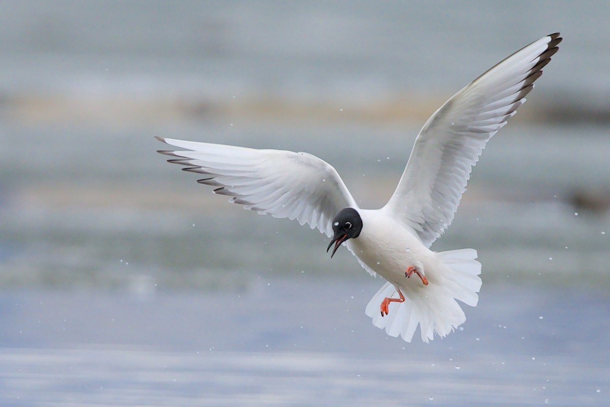 Mouette de Bonaparte - ML657786769