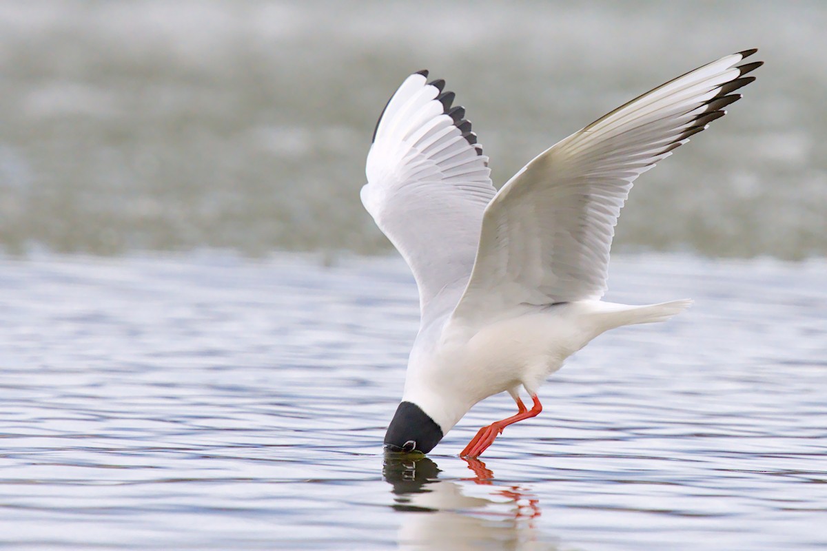 Mouette de Bonaparte - ML657786770