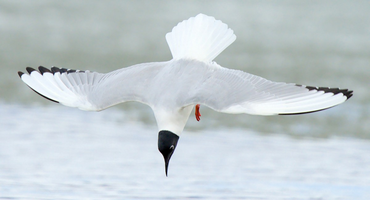 Mouette de Bonaparte - ML657786771
