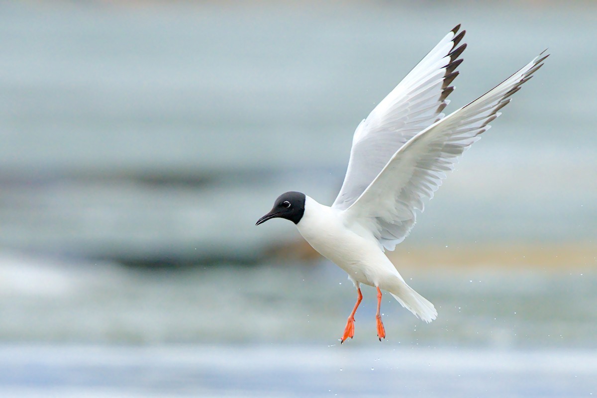 Mouette de Bonaparte - ML657786772