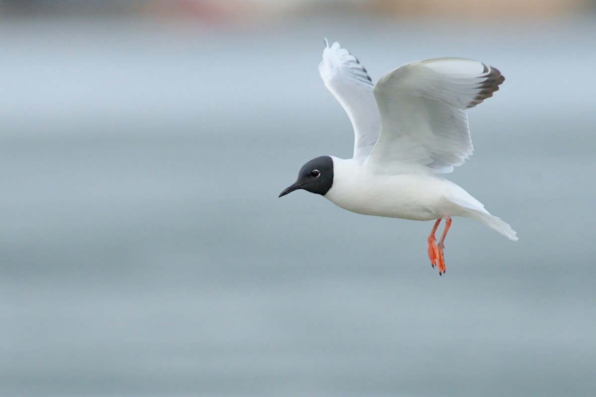 Mouette de Bonaparte - ML657786773