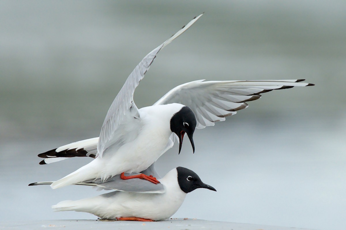 Mouette de Bonaparte - ML657786774