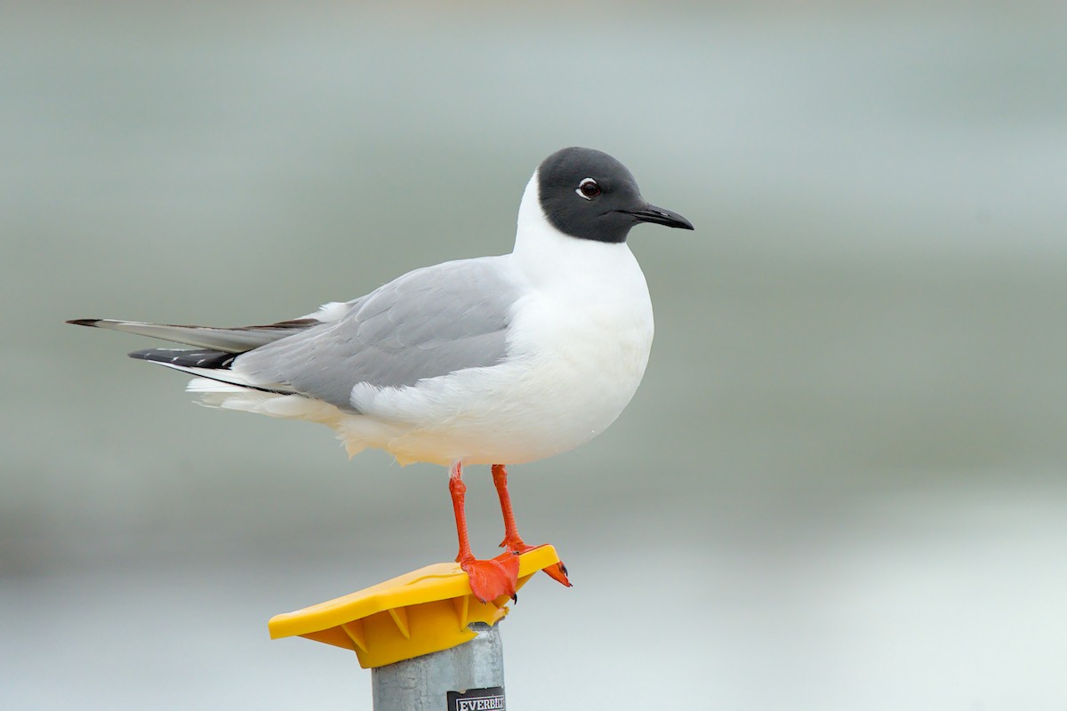 Mouette de Bonaparte - ML657786775