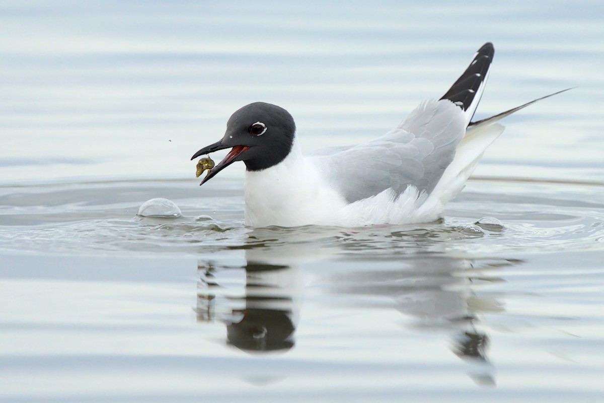 Mouette de Bonaparte - ML657786776