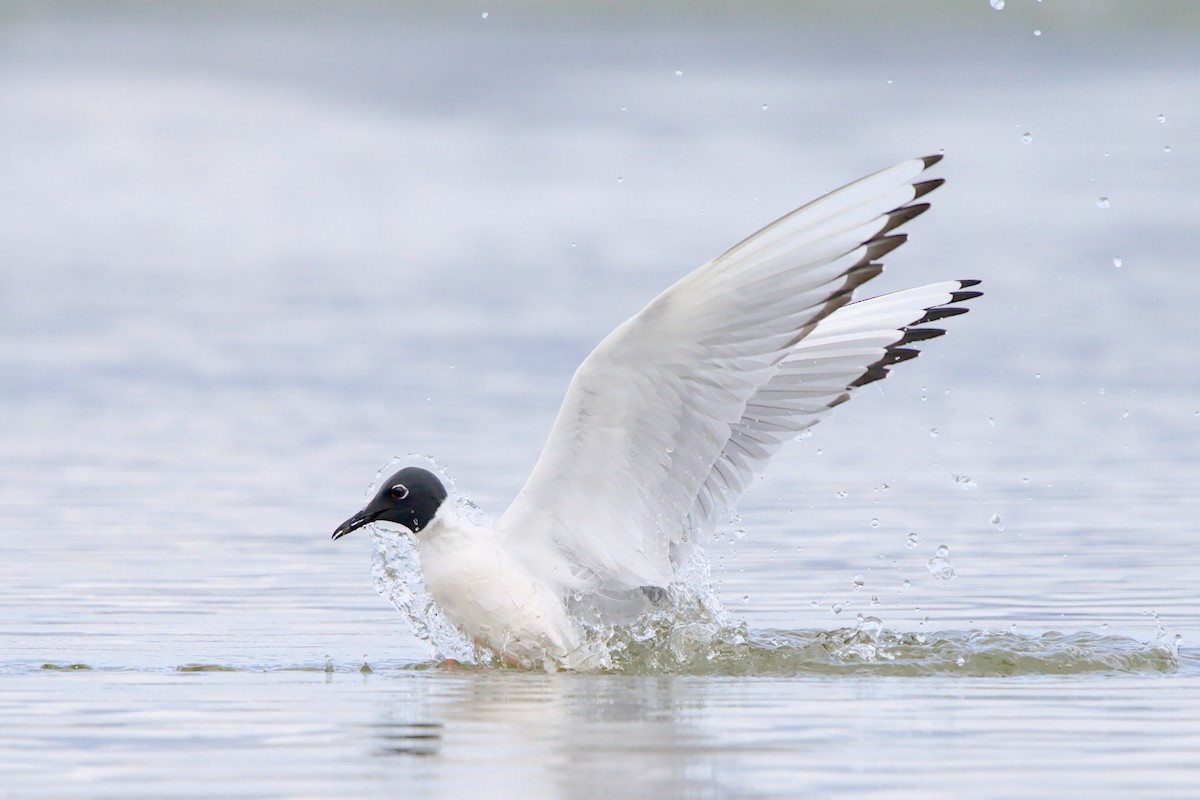 Mouette de Bonaparte - ML657786777