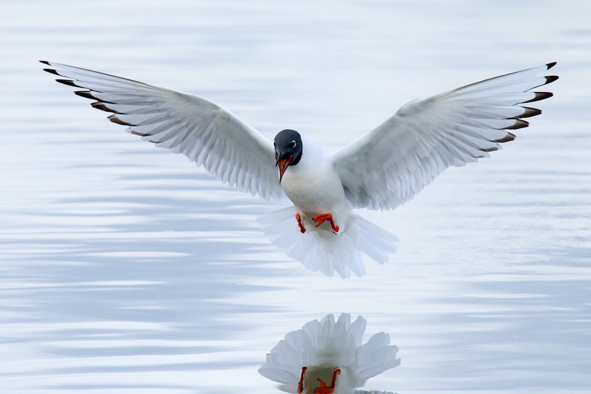 Mouette de Bonaparte - ML657786778