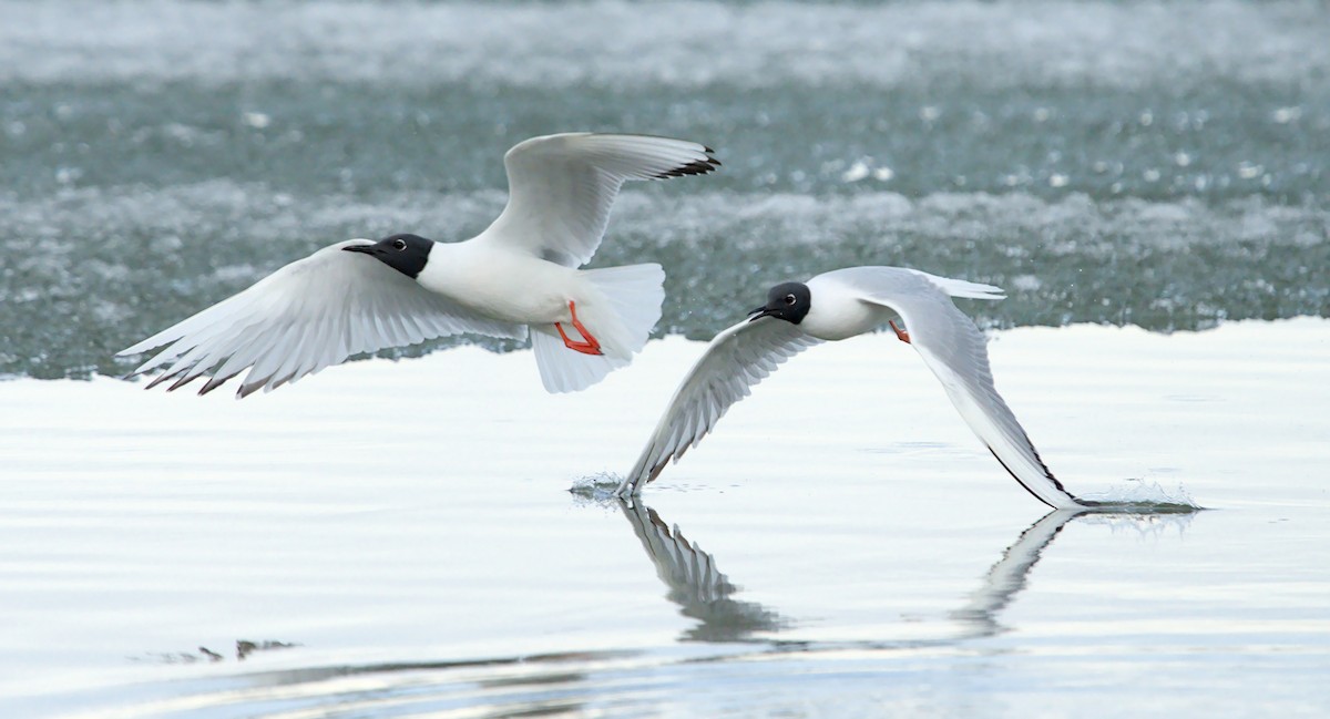 Mouette de Bonaparte - ML657786780