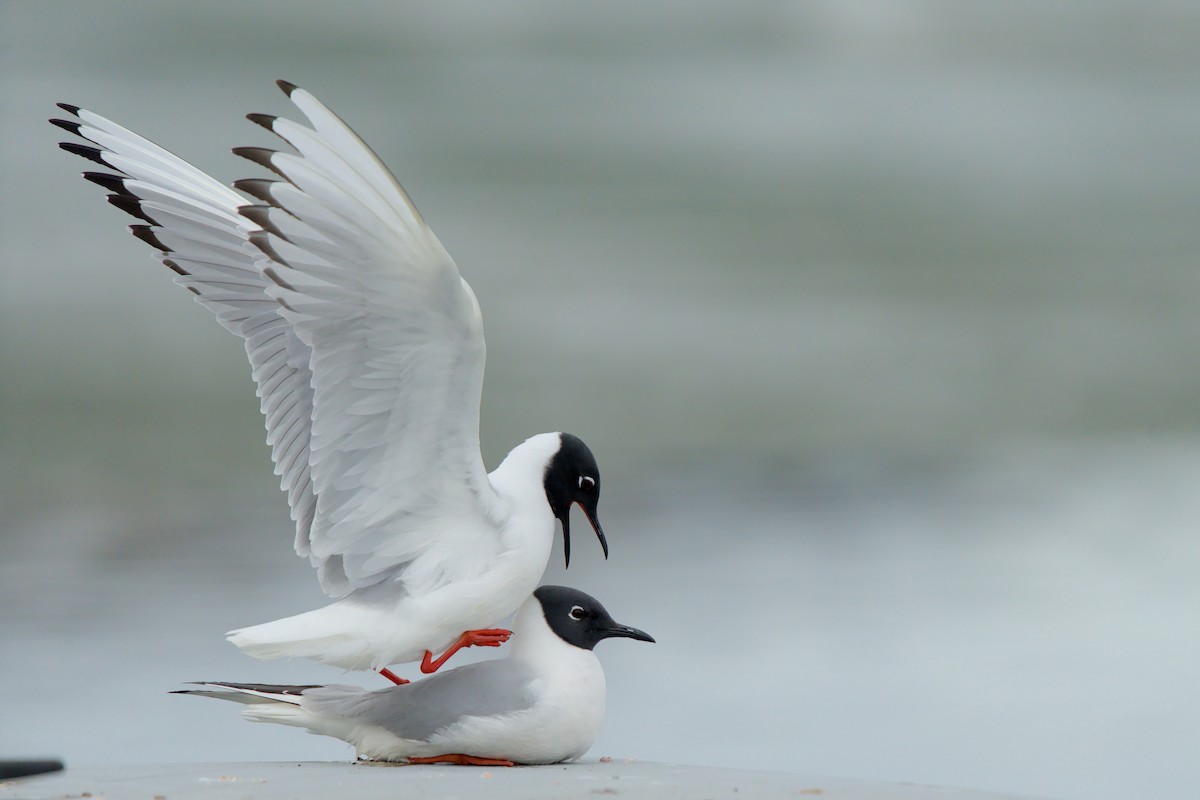 Mouette de Bonaparte - ML657786781