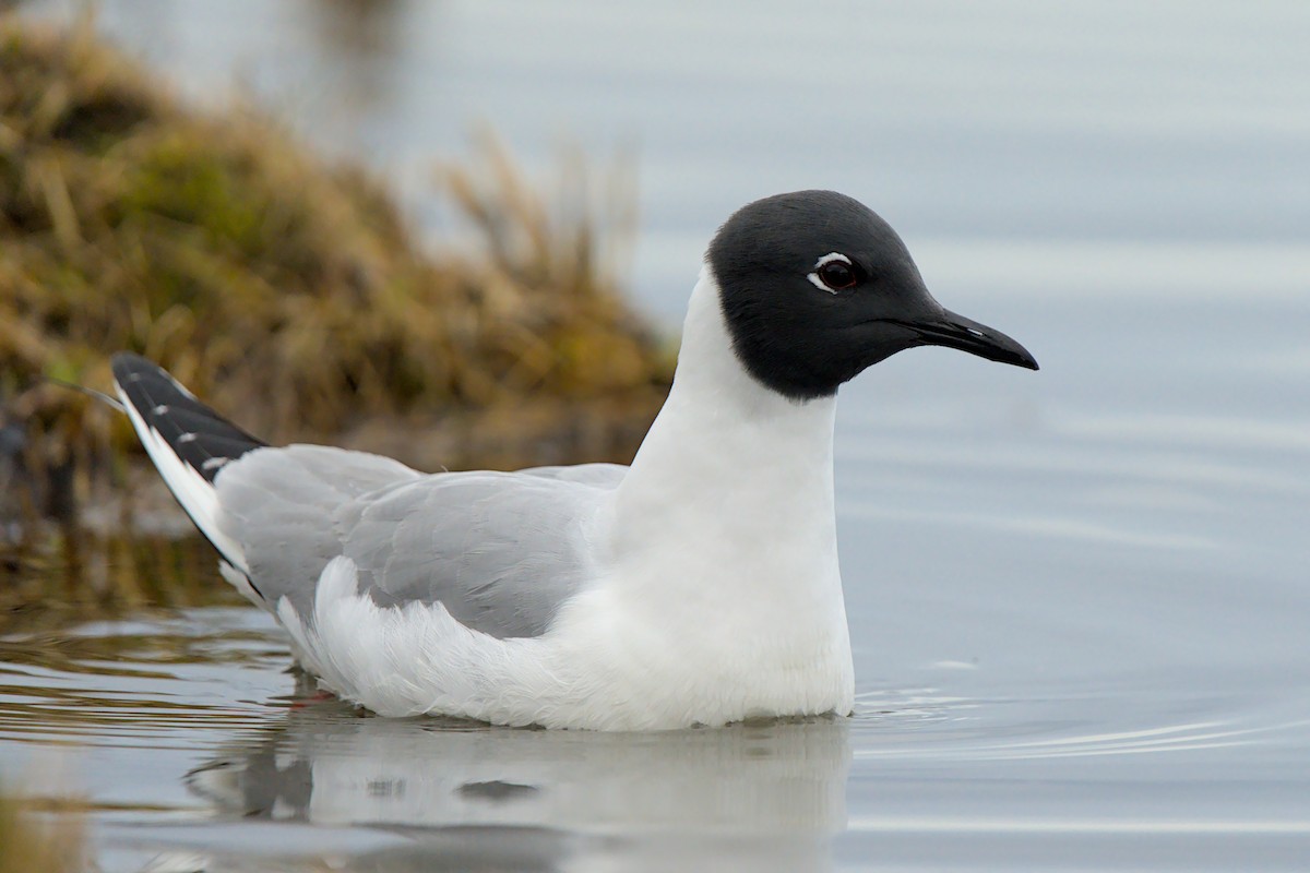 Mouette de Bonaparte - ML657786782