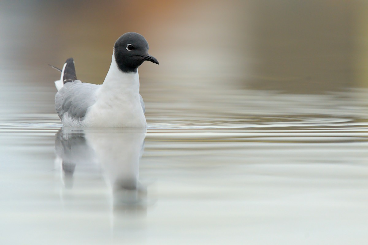 Mouette de Bonaparte - ML657786784