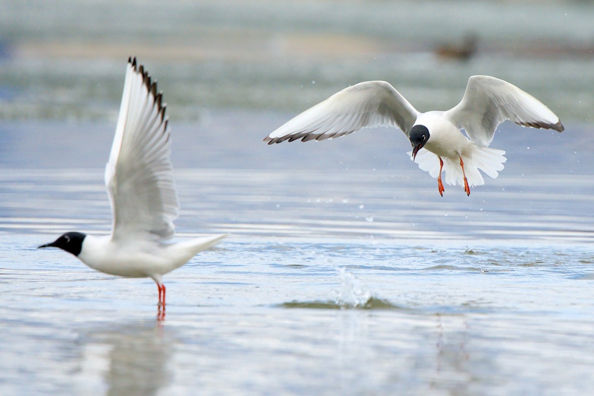 Mouette de Bonaparte - ML657786785