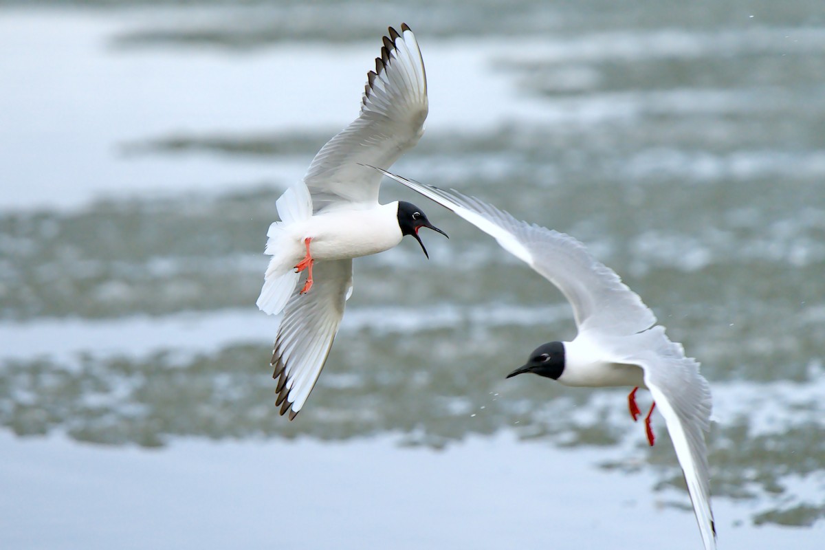 Mouette de Bonaparte - ML657786786