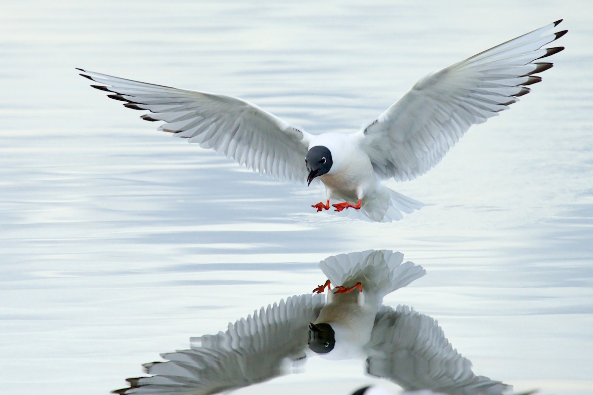 Mouette de Bonaparte - ML657786787