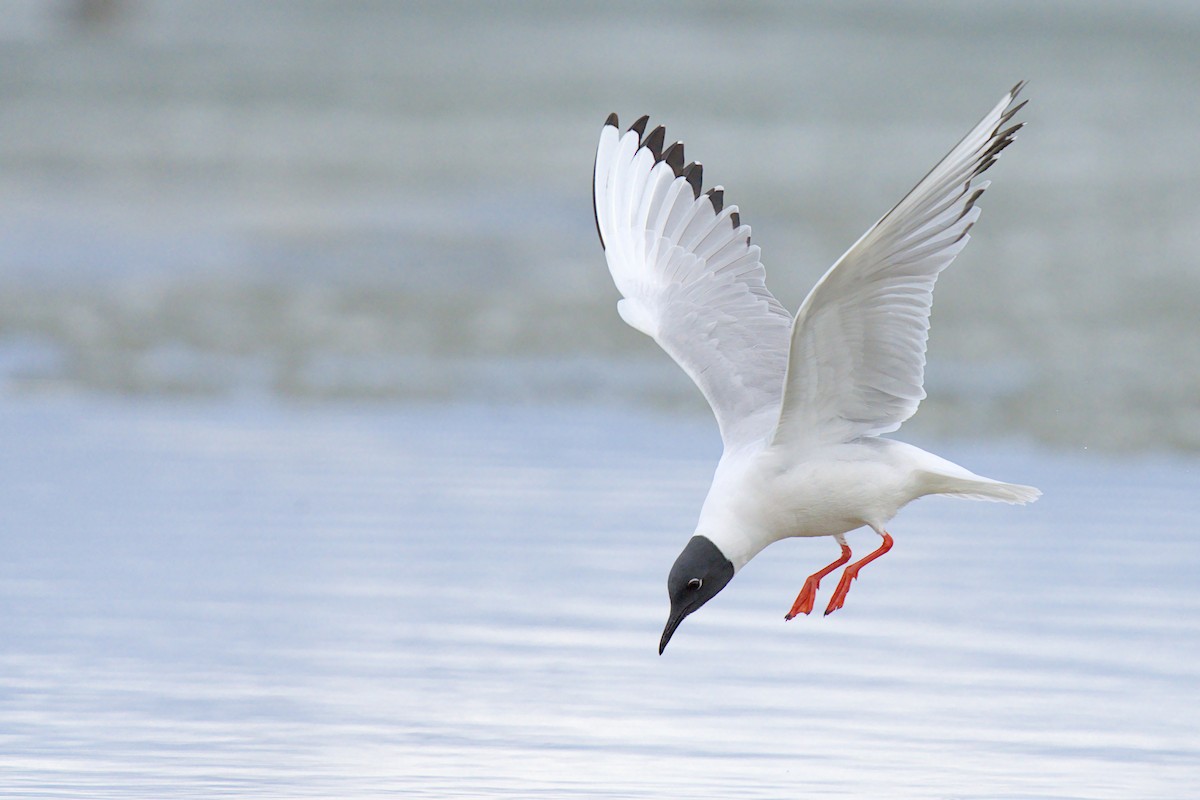 Mouette de Bonaparte - ML657786788