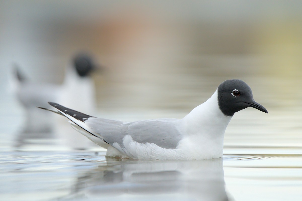 Mouette de Bonaparte - ML657786789