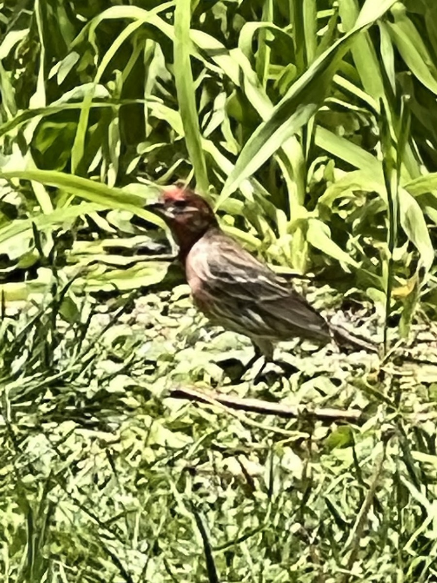 House Finch - ML657786835